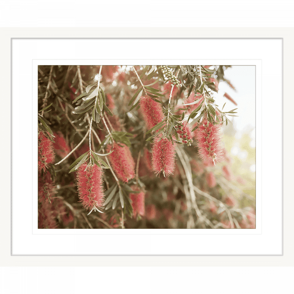 Australian Native Wall Art - Outback Oasis 03 - Standard Collection