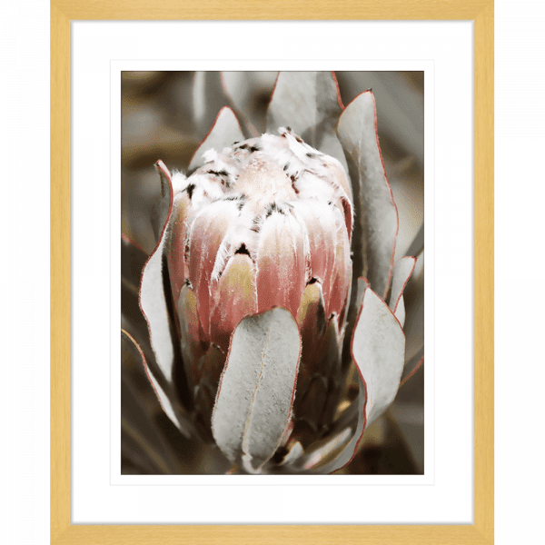 Australian Native Wall Art - Outback Oasis 04 - Standard Collection