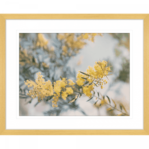 Yellow Wattle Tree Photo by the Australia Wall Art - Outback Oasis 06 Standard Collection in oak frame