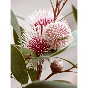 Australian Native Flower Wall Art - Outback Oasis 07 Standard Collection on canvas