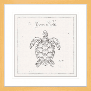 Marine Wall Art - Underwater Life 05 - Platinum Collection. Featuring a hand drawn  black and white image of a large green turtle in oak frame