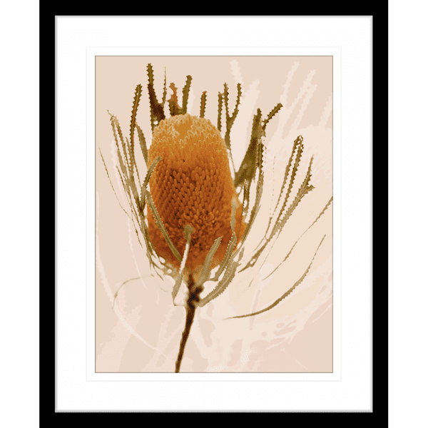 Australian Native Flower Wall Art - Bud Bloom 01 from the Standard Collection, in a black frame, featuring vibrant native flowers in a stunning design.