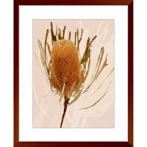 Australian Native Flower Wall Art - Bud Bloom 01 from the Standard Collection, in a wood frame, featuring vibrant native flowers in a stunning design.