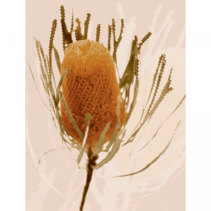 Australian Native Flower Wall Art - Bud Bloom 01 from the Standard Collection, on canvas, featuring vibrant native flowers in a stunning design.