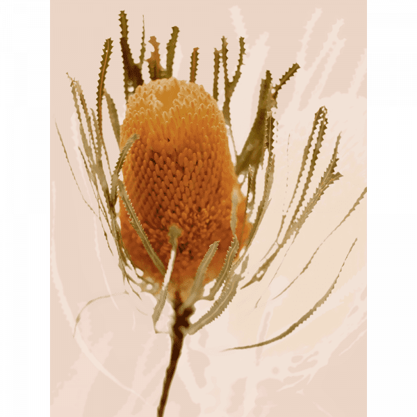 Australian Native Flower Wall Art - Bud Bloom 01 from the Standard Collection, on canvas, featuring vibrant native flowers in a stunning design.