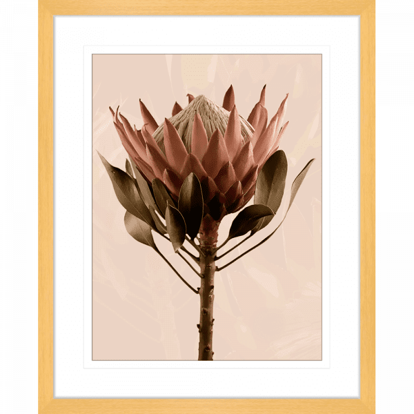 Australian Native Flower Wall Art, Featuring a single blooming Australian flower in soft pinks and green tones, again a dusty pink background, Gold framed
