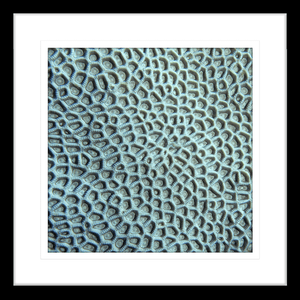 Coral Wall Art - By The Seaside 14 - Standard Collection in black frame
