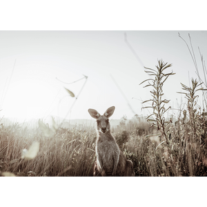 Kangaroo Photo by the Australia Wall Art - Heritage 01 Studio Collection on canvas
