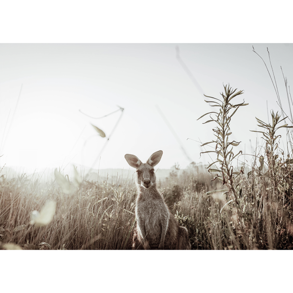 Kangaroo Photo by the Australia Wall Art - Heritage 01 Studio Collection on canvas