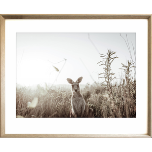 Kangaroo Photo by the Australia Wall Art - Heritage 01 Studio Collection in cashew frame