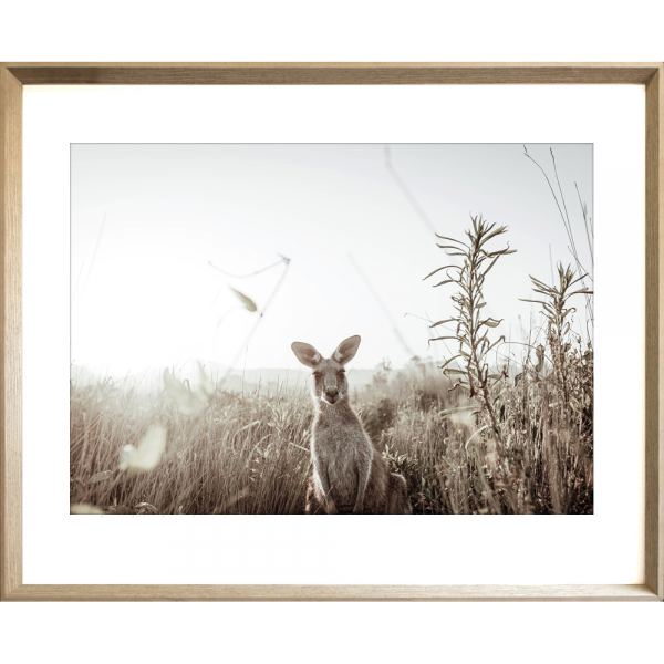 Kangaroo Photo by the Australia Wall Art - Heritage 01 Studio Collection in cashew frame