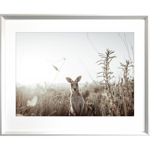 Kangaroo Photo by the Australia Wall Art - Heritage 01 Studio Collection in white fraeme