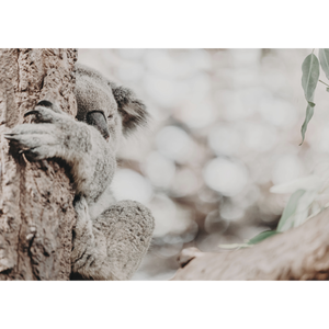 Koala Photo by the Australia Wall Art - Heritage 02 Studio Collection on canvas