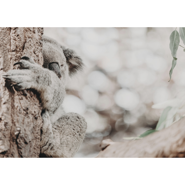 Koala Photo by the Australia Wall Art - Heritage 02 Studio Collection on canvas