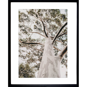 Gum Tree Photo by the Australia Wall Art - Heritage 02 Studio Collection in black frame