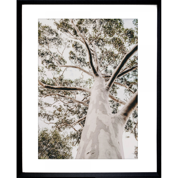 Gum Tree Photo by the Australia Wall Art - Heritage 02 Studio Collection in black frame