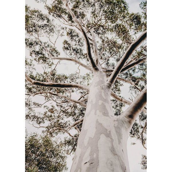 Gum Tree Photo by the Australia Wall Art - Heritage 02 Studio Collection on canvas