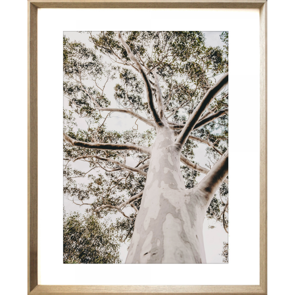 Gum Tree Photo by the Australia Wall Art - Heritage 02 Studio Collection in cashew frame