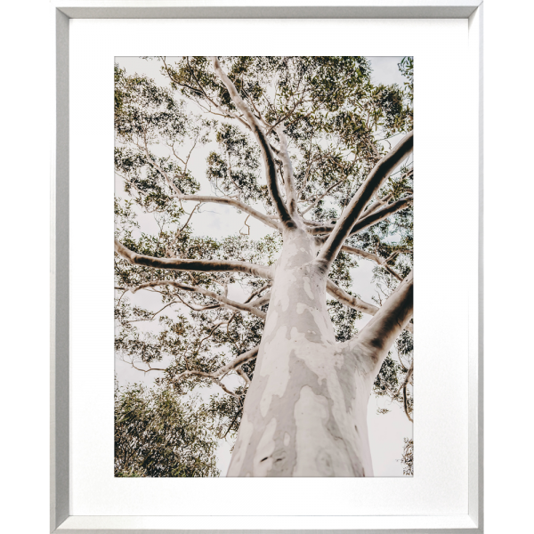 Gum Tree Photo by the Australia Wall Art - Heritage 02 Studio Collection in white frame