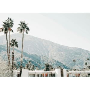 Palm Tree Wall Art - La Palma 04 - Studio Collection