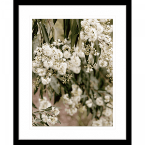 Wattle Tree Photo by the Australia Wall Art - Outback Oasis 02 Standard Collection in black frame