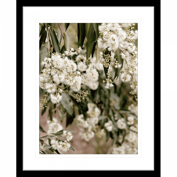 Wattle Tree Photo by the Australia Wall Art - Outback Oasis 02 Standard Collection in black frame