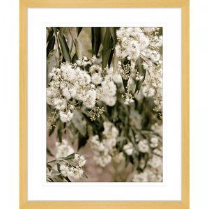 Wattle Tree Photo by the Australia Wall Art - Outback Oasis 02 Standard Collection in oak frame