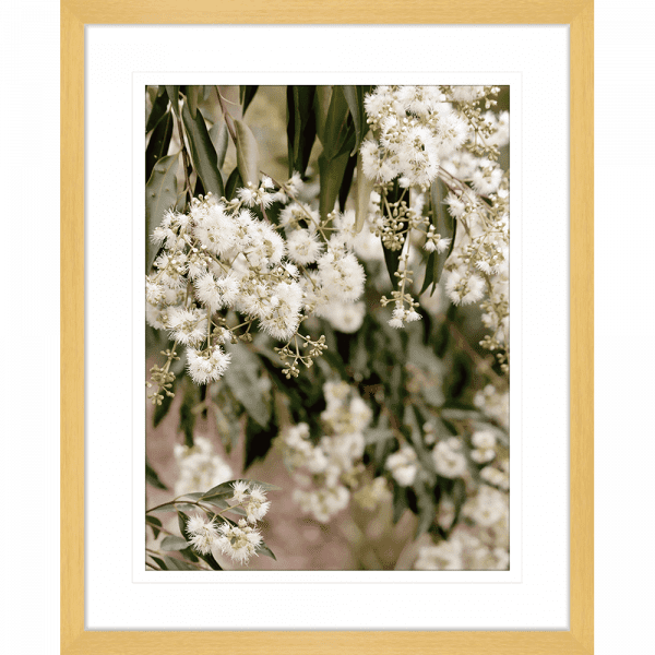 Wattle Tree Photo by the Australia Wall Art - Outback Oasis 02 Standard Collection in oak frame