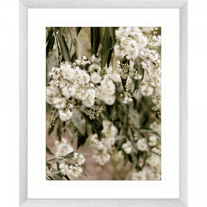 Wattle Tree Photo by the Australia Wall Art - Outback Oasis 02 Standard Collection in silver frame