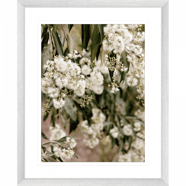 Wattle Tree Photo by the Australia Wall Art - Outback Oasis 02 Standard Collection in silver frame