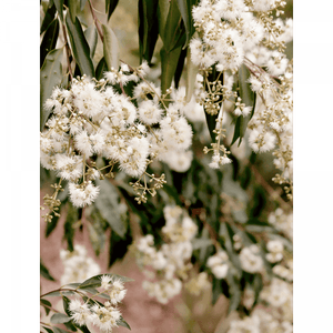 Wattle Tree Photo by the Ausvtralia Wall Art - Outback Oasis 02 Standard Collection on canvas