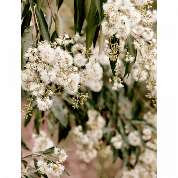 Wattle Tree Photo by the Ausvtralia Wall Art - Outback Oasis 02 Standard Collection on canvas