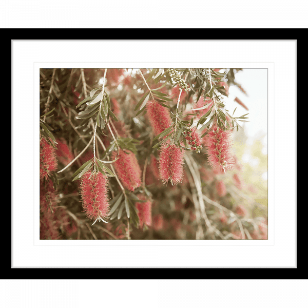 Australian Native Wall Art - Outback Oasis 03 - Standard Collection