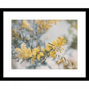 Yellow Wattle Tree Photo by the Australia Wall Art - Outback Oasis 06 Standard Collection in black frame