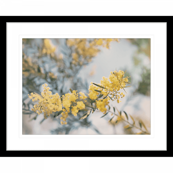 Yellow Wattle Tree Photo by the Australia Wall Art - Outback Oasis 06 Standard Collection in black frame