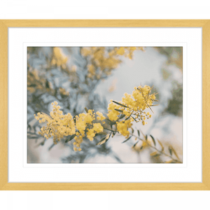 Yellow Wattle Tree Photo by the Australia Wall Art - Outback Oasis 06 Standard Collection in oak frame