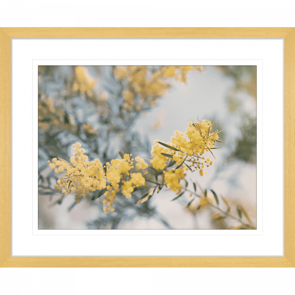 Yellow Wattle Tree Photo by the Australia Wall Art - Outback Oasis 06 Standard Collection in oak frame