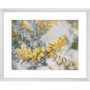 Yellow Wattle Tree Photo by the Australia Wall Art - Outback Oasis 06 Standard Collection in solver frame