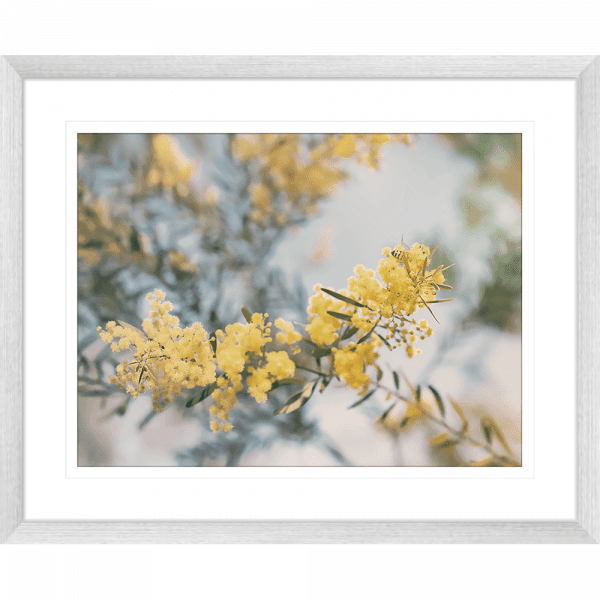 Yellow Wattle Tree Photo by the Australia Wall Art - Outback Oasis 06 Standard Collection in solver frame