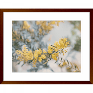 Yellow Wattle Tree Photo by the Australia Wall Art - Outback Oasis 06 Standard Collection in wood frame