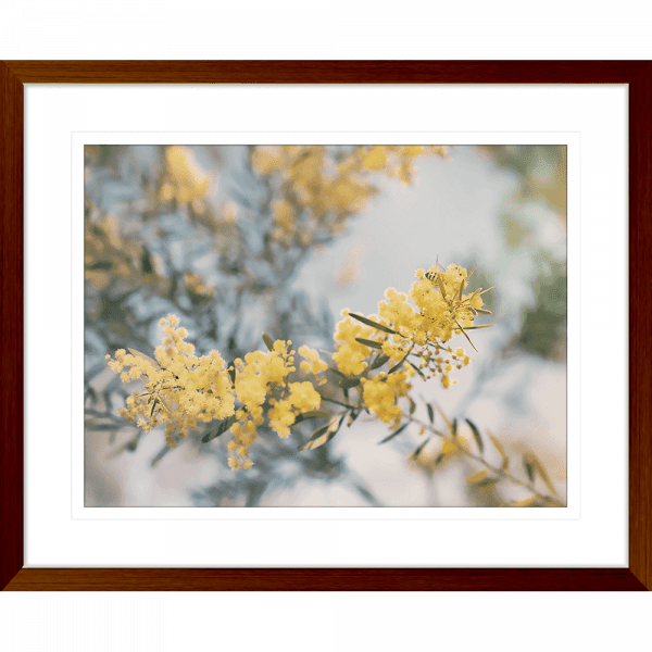 Yellow Wattle Tree Photo by the Australia Wall Art - Outback Oasis 06 Standard Collection in wood frame