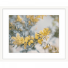 Yellow Wattle Tree Photo by the Australia Wall Art - Outback Oasis 06 Standard Collection in white frame