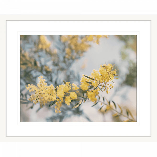 Yellow Wattle Tree Photo by the Australia Wall Art - Outback Oasis 06 Standard Collection in white frame