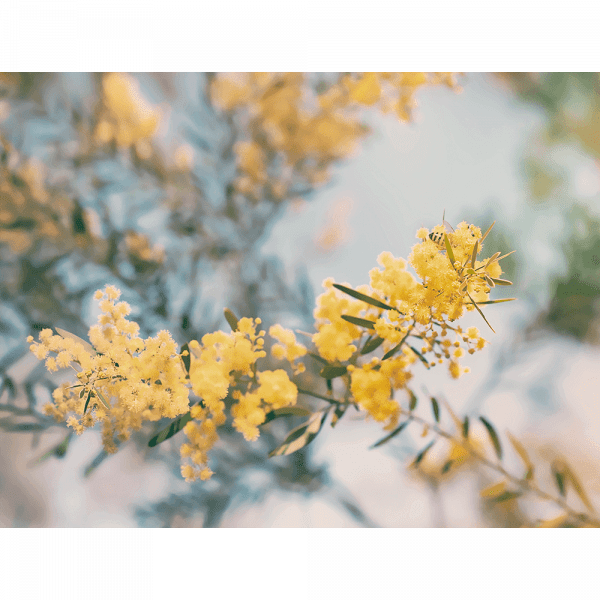 Yellow Wattle Tree Photo by the Australia Wall Art - Outback Oasis 06 Standard Collection on canvas