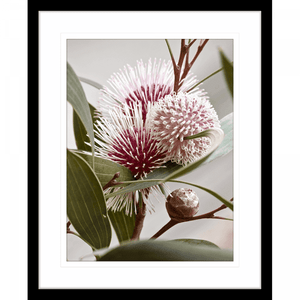 Australian Native Flower Wall Art - Outback Oasis 07 Standard Collection in black frame