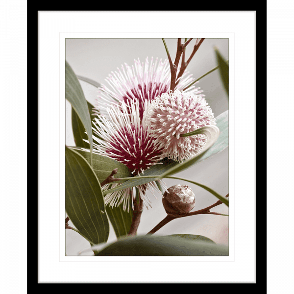 Australian Native Flower Wall Art - Outback Oasis 07 Standard Collection in black frame