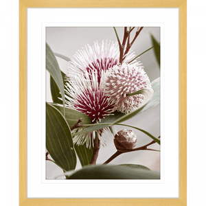 Australian Native Flower Wall Art - Outback Oasis 07 Standard Collection in cashew frame