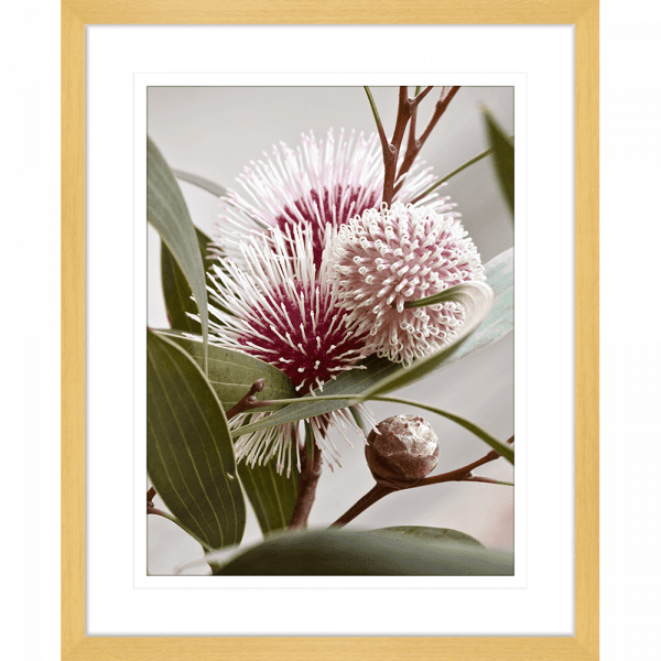 Australian Native Flower Wall Art - Outback Oasis 07 Standard Collection in cashew frame