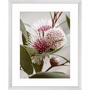 Australian Native Flower Wall Art - Outback Oasis 07 Standard Collection in solver frame