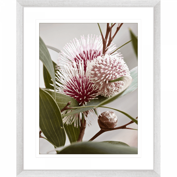 Australian Native Flower Wall Art - Outback Oasis 07 Standard Collection in solver frame